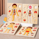 Child's Anatomy Interactive Learning playful Educational Toy Puzzle Game